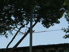 Auch die Oberleitung wurde recht "einfach" gestaltet.... 