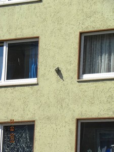 Wandrosetten in der Rhönstraße