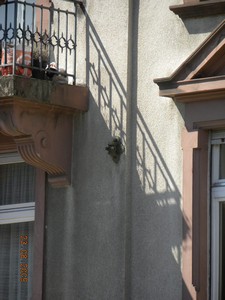 Wandrosetten in der Rhönstraße